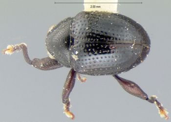 Media type: image; Entomology 9806   Aspect: habitus dorsal view